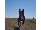 Adopt Max a Brown/Chocolate - with White Labrador Retriever / Mixed dog in