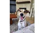 Adopt Charlie a Tricolor (Tan/Brown & Black & White) Mixed Breed (Large) / Mixed