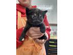 Adopt Kakuna a All Black Domestic Mediumhair / Mixed Breed (Medium) / Mixed