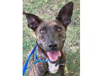 Adopt Daria *SN*VIP* a Black Dutch Shepherd / Golden Retriever / Mixed (short