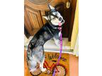 Adopt Piper a White - with Black Siberian Husky / Mixed dog in Jupiter