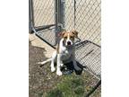 Adopt Fragrant a Tan/Yellow/Fawn Catahoula Leopard Dog / Mixed Breed (Medium) /