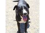 Adopt Denise a Black - with White Pit Bull Terrier / Mixed dog in Yreka