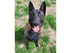 Adopt April a Brown/Chocolate - with Black Belgian Malinois / Mixed dog in