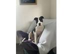 Adopt Otis a Black - with White American Staffordshire Terrier / Mixed dog in