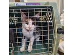 Adopt Monkey Shine a All Black Domestic Shorthair / Mixed Breed (Medium) / Mixed
