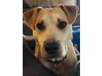 Adopt Milo a Tan/Yellow/Fawn Mutt / Labrador Retriever / Mixed dog in Anderson