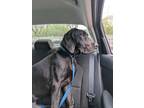 Adopt Fred a Black Great Dane / Mixed dog in Warrenville, IL (41243165)