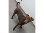 Adopt Rusty a Brown/Chocolate Vizsla / Rhodesian Ridgeback / Mixed dog in