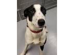 Adopt Pippy a Black - with White Greyhound / Border Collie / Mixed dog in