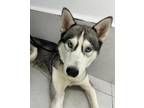 Adopt Sadie a Gray/Silver/Salt & Pepper - with White Siberian Husky / Mixed dog