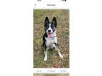 Adopt Kai a Black - with White Border Collie / Husky / Mixed dog in Oviedo