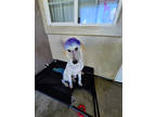 Adopt Bruno a White Poodle (Standard) / Mixed Breed (Medium) / Mixed (short