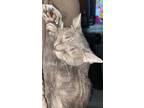 Adopt Ash a Gray, Blue or Silver Tabby Tabby / Mixed (short coat) cat in