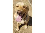 Adopt Tucker a Tan/Yellow/Fawn Golden Retriever / Labrador Retriever / Mixed dog