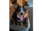 Adopt Neo a Tricolor (Tan/Brown & Black & White) Australian Shepherd /