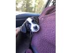 Adopt Max a Black - with White Jack Russell Terrier dog in Durham, NC (41109166)