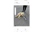Adopt PePe a Tan/Yellow/Fawn - with White German Shepherd Dog / Mixed dog in