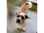 Adopt Poppy a Red/Golden/Orange/Chestnut - with White Schnauzer (Miniature) /