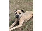 Adopt Flora 24-D0164 a Tan/Yellow/Fawn American Staffordshire Terrier / Mixed