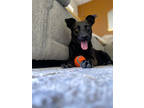 Adopt Duck a Black Bernese Mountain Dog / Mixed Breed (Medium) / Mixed (short