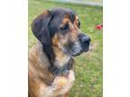 Adopt Moose a Brown/Chocolate Mastiff / Bloodhound / Mixed (medium coat) dog in