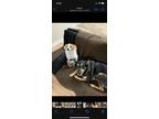 Adopt Sasha a Black - with Tan, Yellow or Fawn Australian Kelpie / Mixed dog in