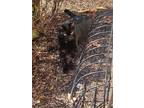 Adopt Lou a All Black American Shorthair / Mixed (short coat) cat in Chalfont