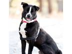 Adopt Bentley a Black - with White Mixed Breed (Medium) / Mixed dog in Truckee