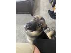 Adopt Sadie Mae a Black - with Tan, Yellow or Fawn German Shepherd Dog / Husky /