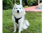 Adopt Thor a White - with Gray or Silver Siberian Husky / Eskimo Dog / Mixed dog