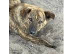 Adopt Froggy a Brindle - with White Border Collie / Mixed dog in Tulsa