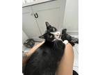 Adopt Tuxedo a Black & White or Tuxedo British Shorthair / Mixed (medium coat)