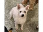 Adopt Toby a White Parson Russell Terrier / Terrier (Unknown Type