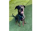 Adopt Dior a Black Doberman Pinscher / Mixed Breed (Medium) / Mixed (short coat)