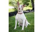 Adopt Shaina Twain a White American Pit Bull Terrier / Australian Cattle Dog /