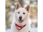 Adopt Pegasus a White Mixed Breed (Large) / Mixed dog in Truckee, CA (40611822)