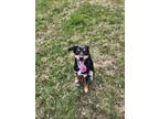 Adopt Nala a Black - with Tan, Yellow or Fawn Husky / Brittany / Mixed dog in
