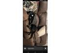 Adopt Rose a Black - with White Labrador Retriever / Mixed dog in River Falls