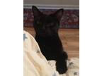 Adopt Bear a All Black American Shorthair / Mixed (short coat) cat in Bethel