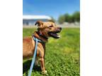 Adopt Duke a Brindle Boxer / Mixed Breed (Medium) / Mixed (short coat) dog in