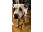 Adopt Sabrina a White - with Black Mutt / Mutt / Mixed dog in Brooklyn