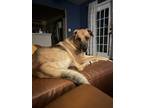 Adopt Raider a Brown/Chocolate - with Black German Shepherd Dog / Labrador