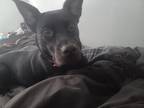 Adopt Luna a Black - with White Labrador Retriever / Australian Cattle Dog /
