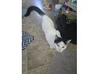 Adopt Pepper a Cream or Ivory Tabby / Mixed (short coat) cat in Bay City