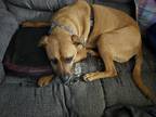Adopt Hakeem a Red/Golden/Orange/Chestnut Boxer / Rhodesian Ridgeback / Mixed