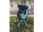 Adopt Missy a Black Husky / Mixed Breed (Medium) / Mixed (short coat) dog in