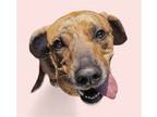 Adopt TWYLA a Brindle Labrador Retriever / Plott Hound / Mixed dog in Rockville