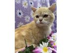 Adopt Percy a Orange or Red Persian / Mixed Breed (Medium) / Mixed (short coat)