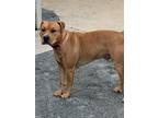 Adopt Barry a Tan/Yellow/Fawn American Staffordshire Terrier / American Pit Bull